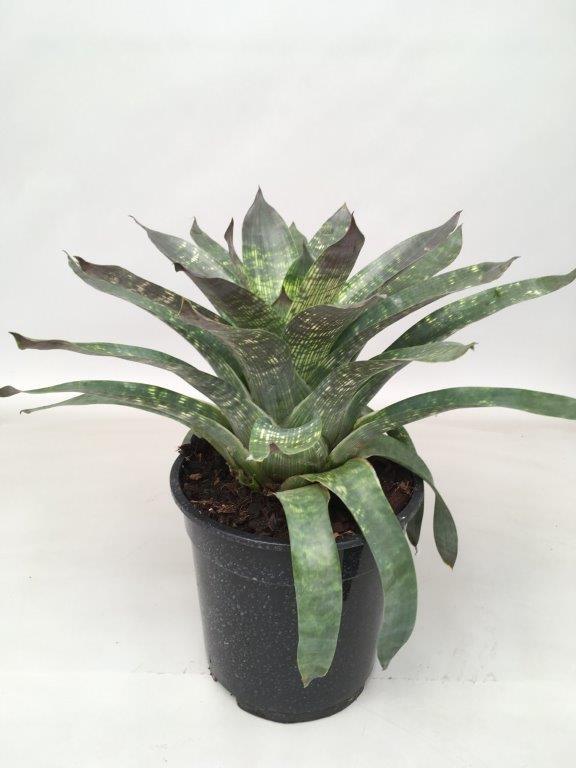 Vriesea Nova - Ø19cm - ↕35cm - Pflanzfix24