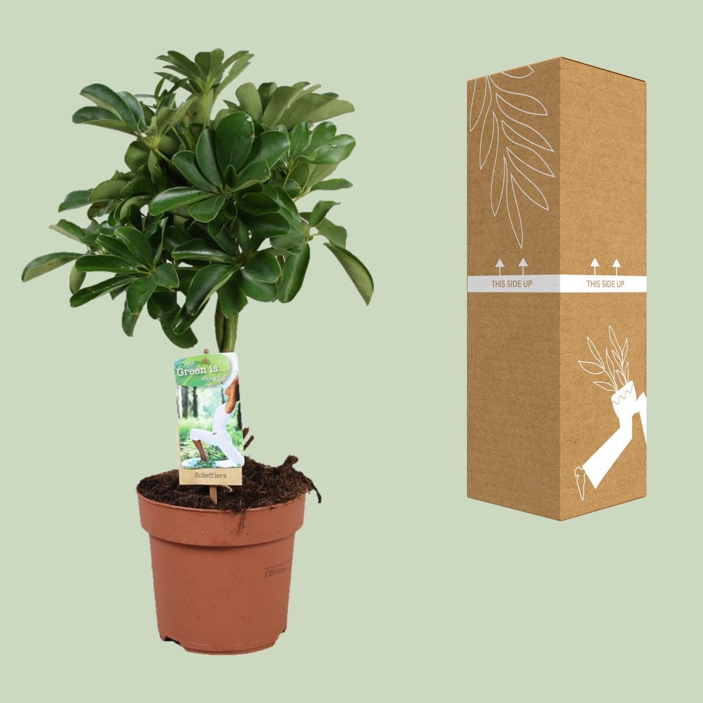 Schefflera Nora - Gevlochten Stam - Ø17cm - ↕60cm - Pflanzfix24