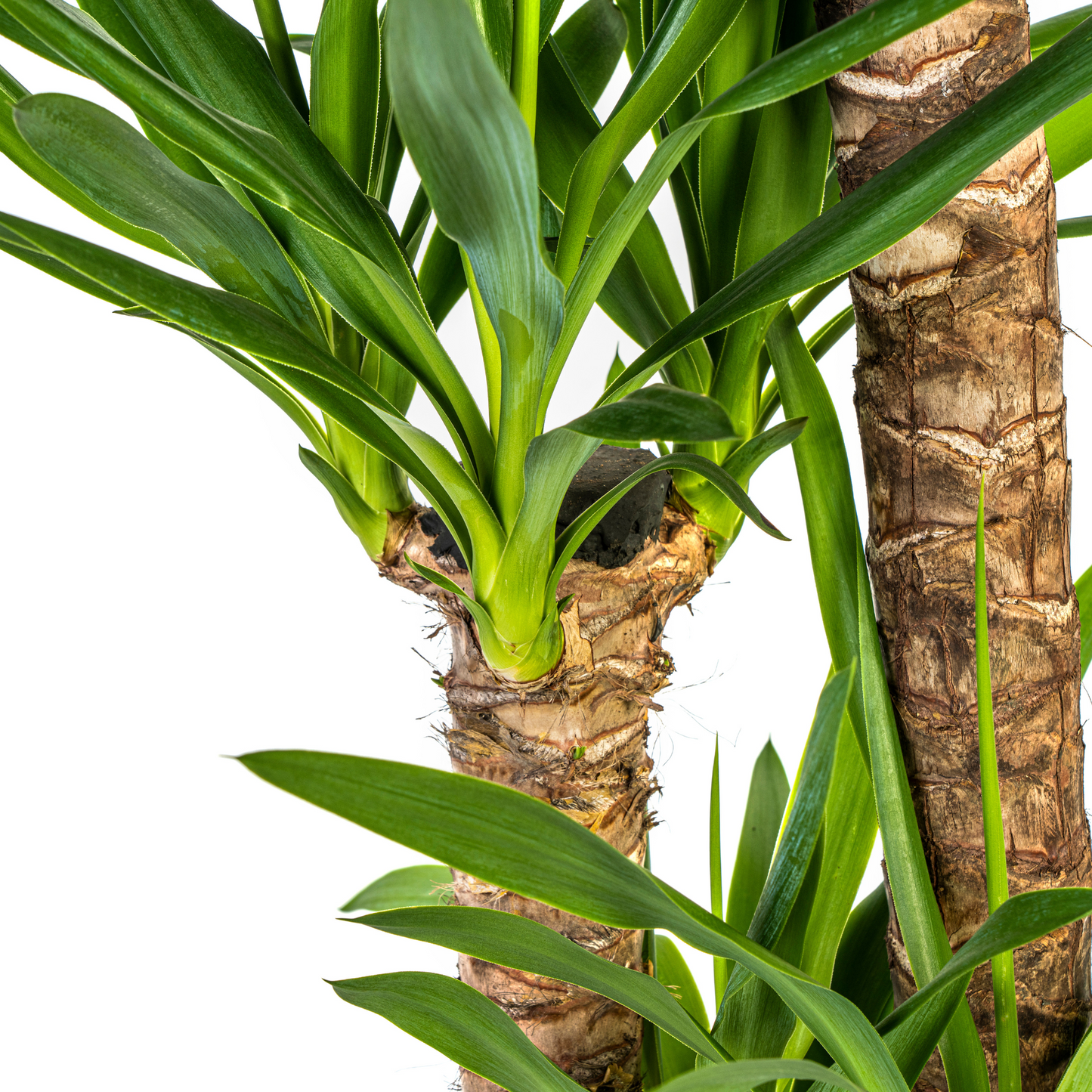 Yucca Elephantipes Ø24cm | Zimmerpflanze 120-140cm – Pflanzfix24.de - Pflanzfix24.de