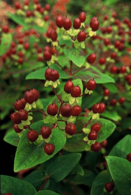 40x Hypericum inodorum 'Beauty' – Strauch mit goldgelben Blüten | Pflanzfix24