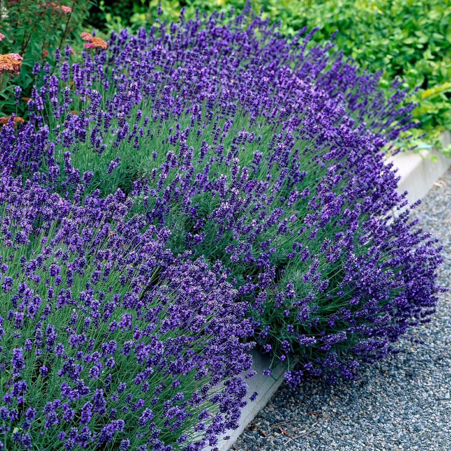 Heckenpflanzen - Lavandula angustifolia Hidcote - 6 Pflanzen - 1m - immergrün - Pflanzfix24.de - Pflanzfix24.de