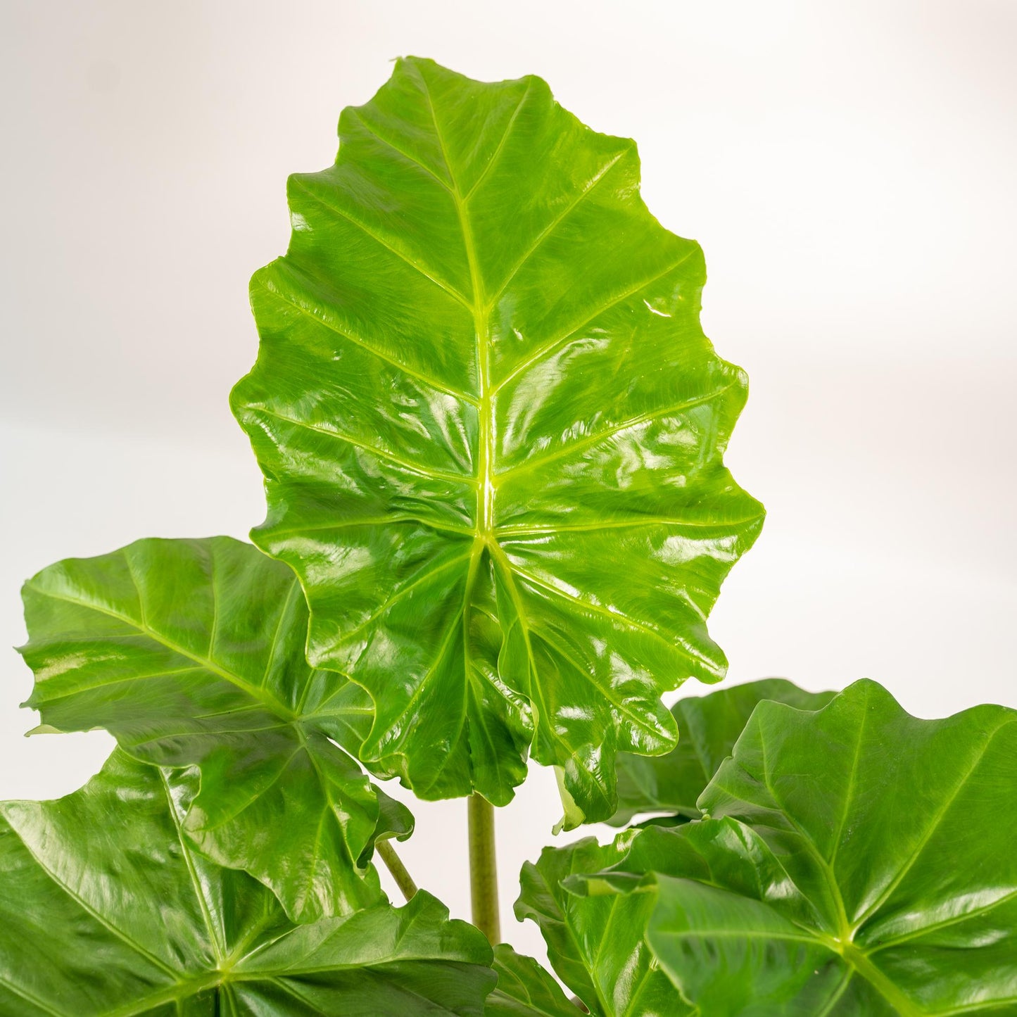 Alocasia Portodora - Ø21cm - ↕80cm + Korb Igmar - Pflanzfix24