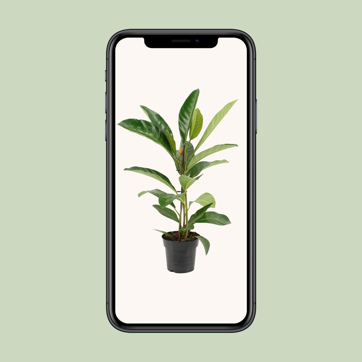 Ficus Benghalensis Roy (R) - Ø17cm - ↕70cm bei Pflanzfix24