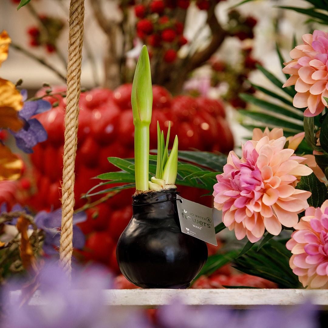 No Water Flowers® (wax amaryllis) | Waxz® Colours - Black + Red flower - Pflanzfix24