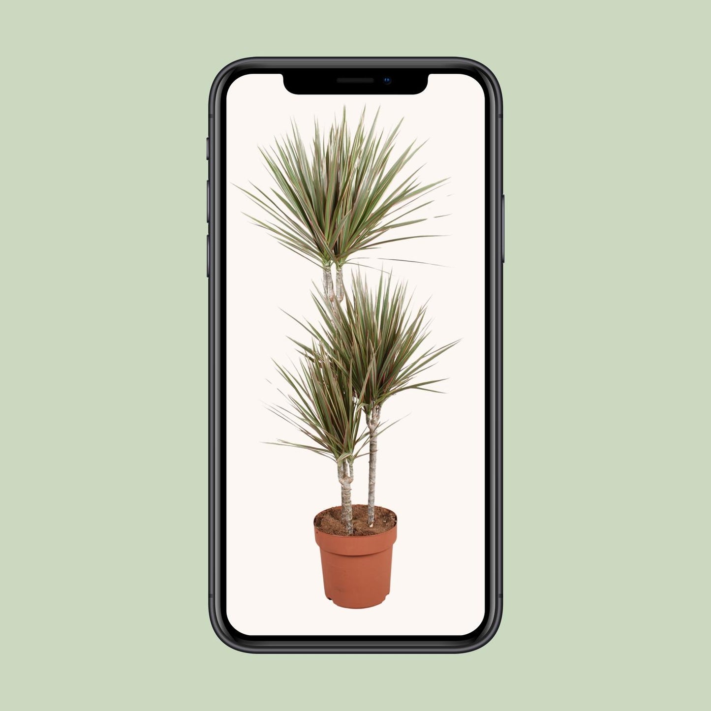 Dracaena Bicolor - Ø21cm - ↕120cm - pflanzfix24