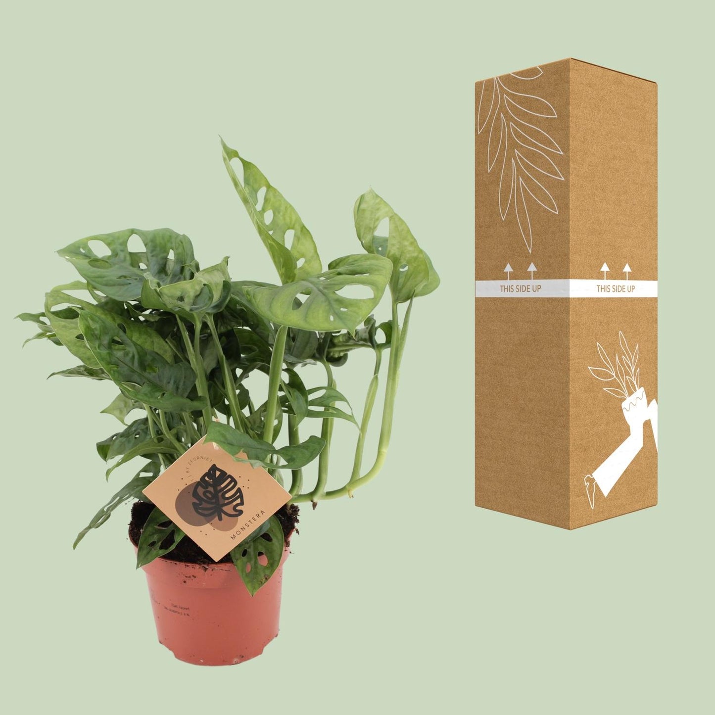 Monstera Monkey Ø12cm – pflegeleichte Zimmerpflanze | Pflanzfix24