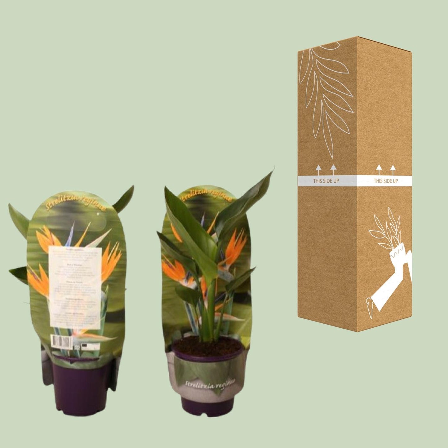 Strelitzia Reginae In Sleeve - Ø12cm - ↕40cm - Pflanzfix24
