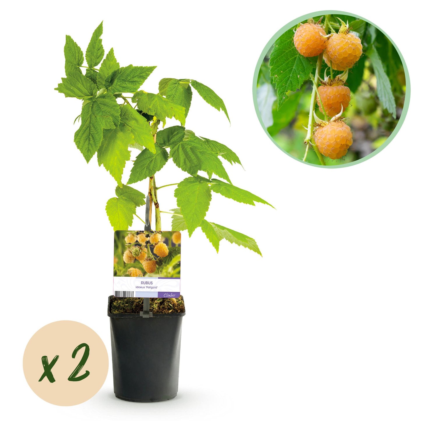 Pflanzfix24 - Himbeerpflanze - Rubus idaeus Fallgold - 2 Pflanzen
