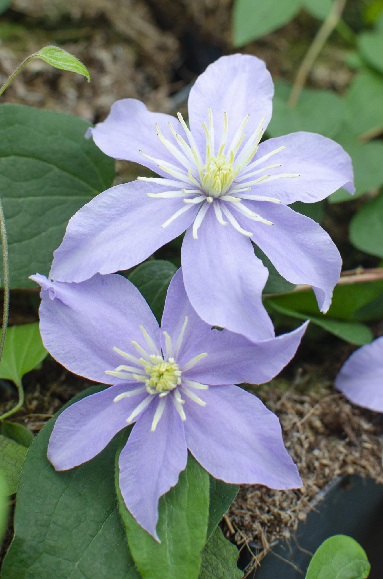 3x Clematis Justa - Ø15 - Pflanzfix24.de - Pflanzfix24.de