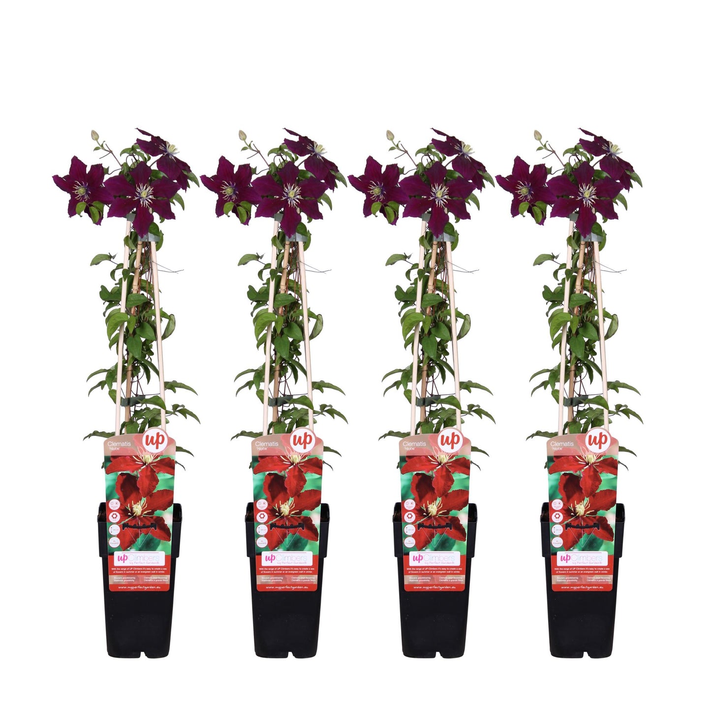 4x - Clematis Niobe - 65cm - Ø15 - Pflanzfix24.de - Pflanzfix24.de