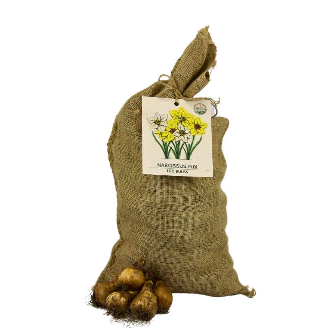 Pflanzfix24 - Super Narzissenmischung - 100 Blumenzwiebeln für farbenfrohe Blumenpracht - Größe 12/14