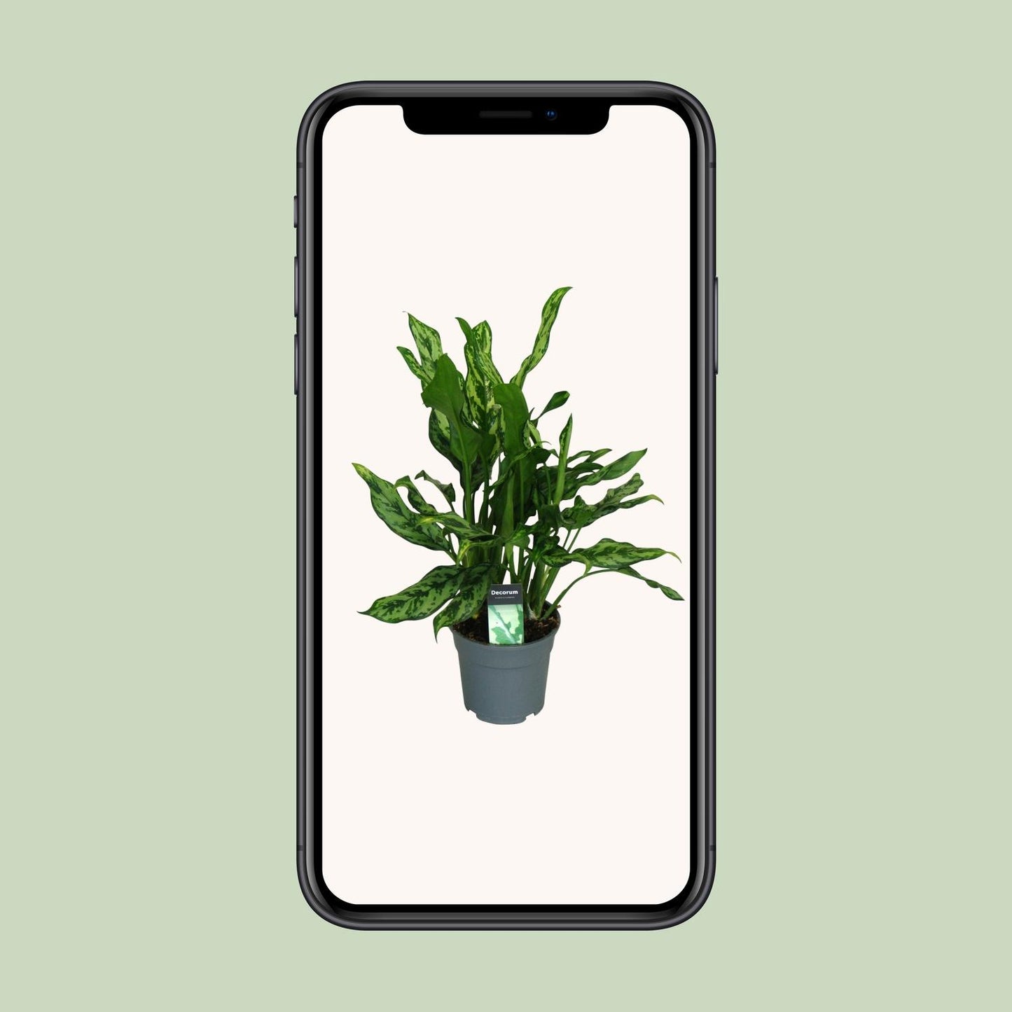 Aglaonema Maria - Ø17cm - ↕55cm - Pflanzfix24