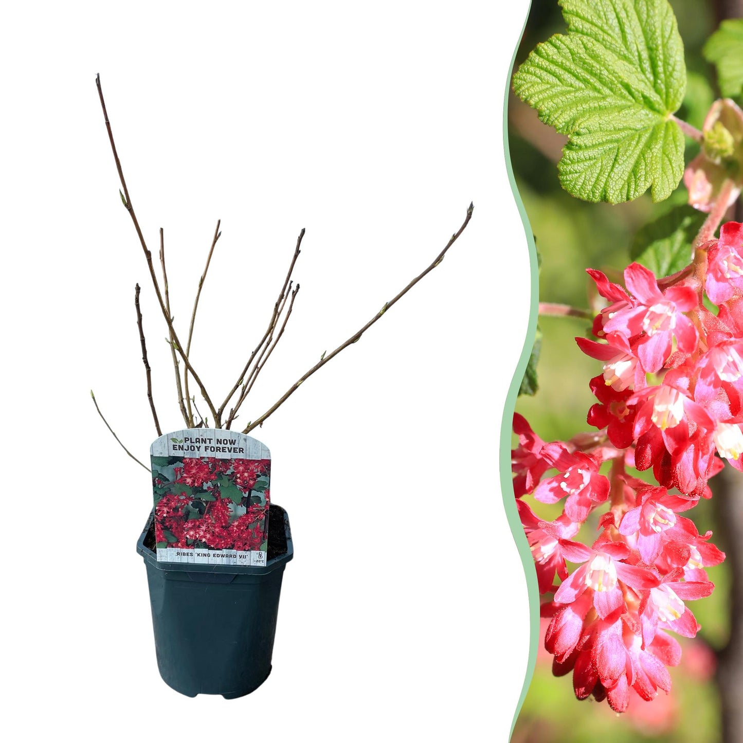 GreenboutiQ - Ribes sanguineum Kind Edward - 1 Pflanze - Topf 17cm - Pflanzfix24.de - Pflanzfix24.de