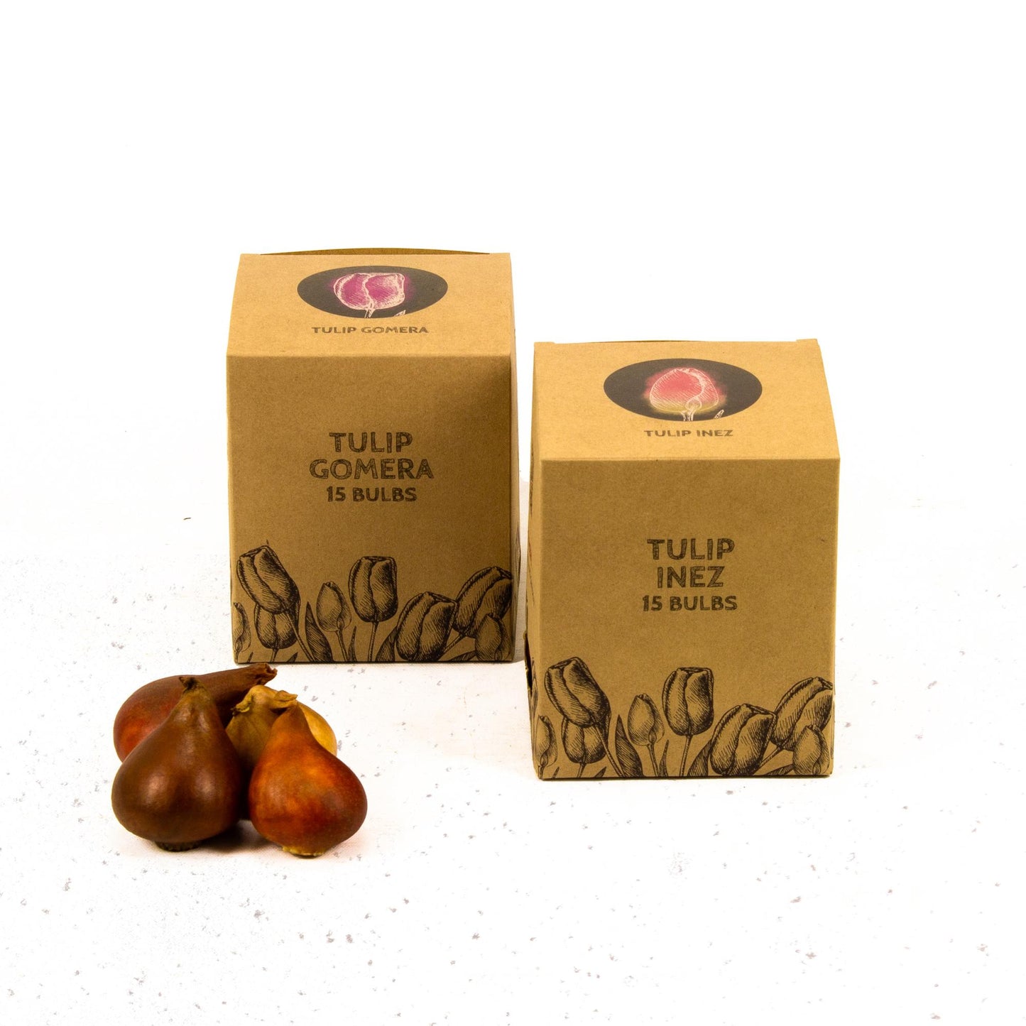 Tulpenzauber - Appie's Best - 30 Blumenzwiebeln - Größe 12+ - Pflanzfix24