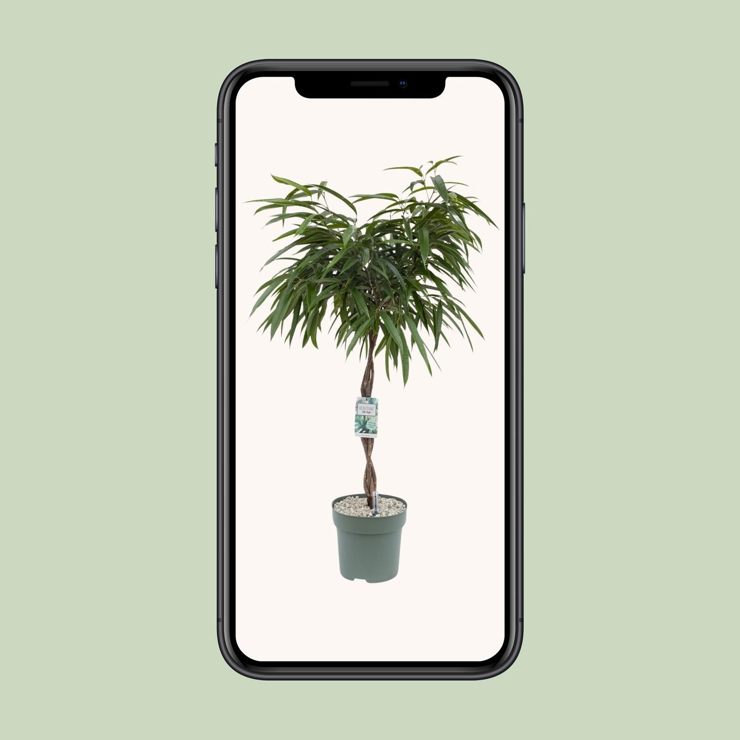 Ficus Mahori - Ø27cm - ↕120cm - Pflanzfix24
