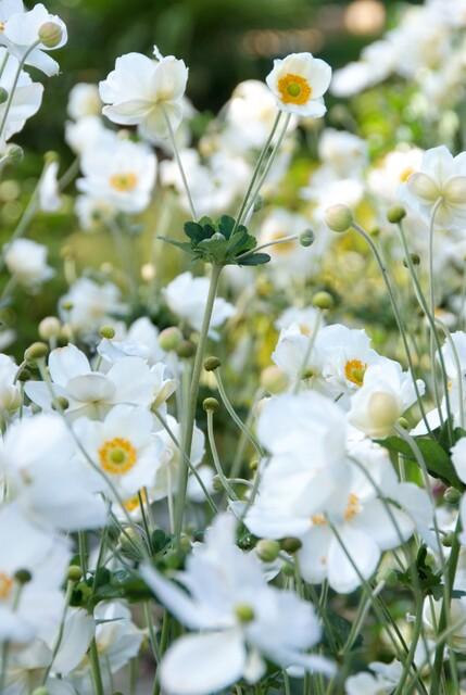 12x Anemone hyb. 'Honorine Jobert' – Herbstanemone – Pflanzfix24.de - Pflanzfix24.de