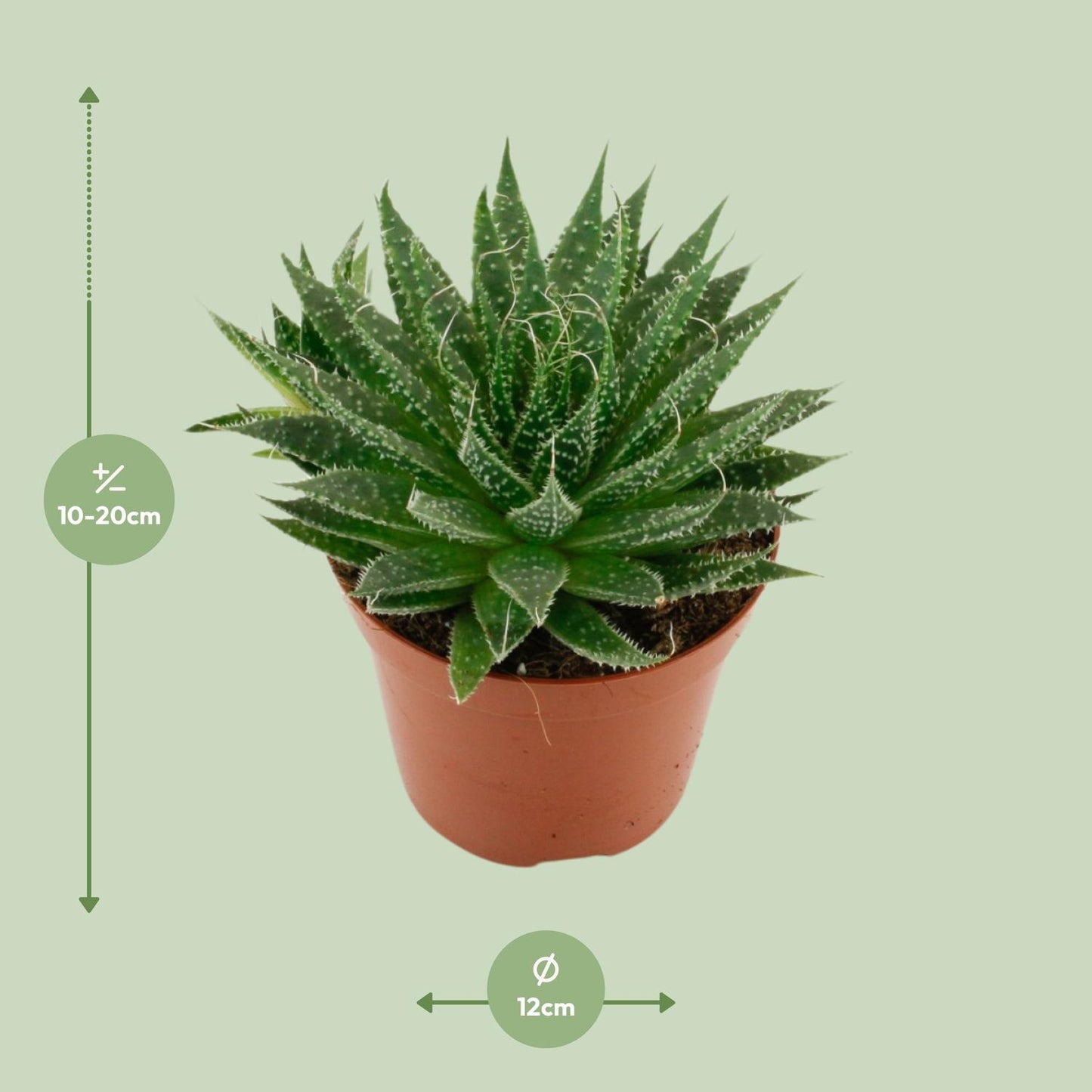 Aloë Aristata - Ø12cm - ↕20cm - Pflanzfix24