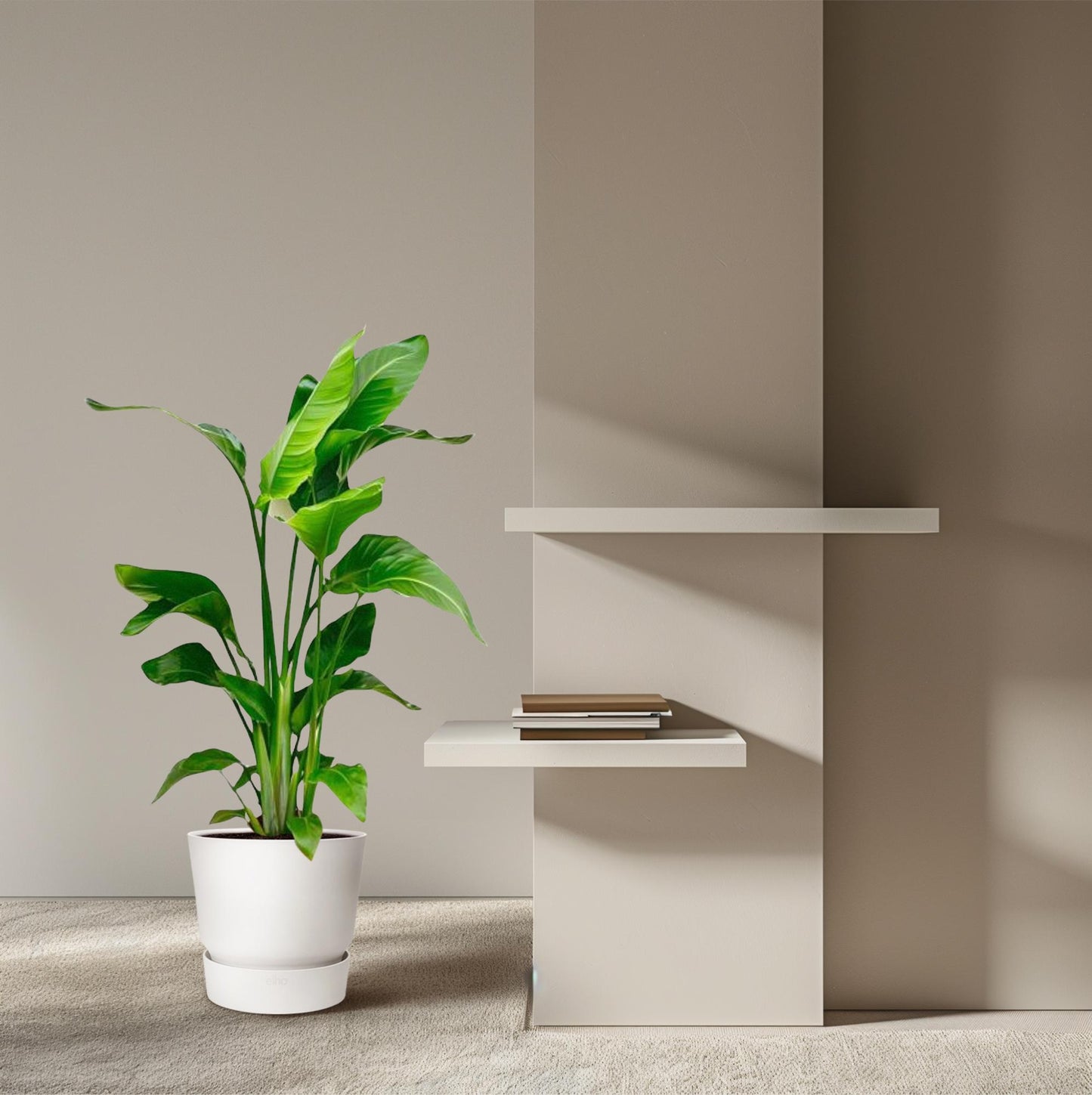 Strelitzia Nicolai Ø17cm 70-90cm Zimmerpflanze – Pflanzfix24.de - Pflanzfix24.de