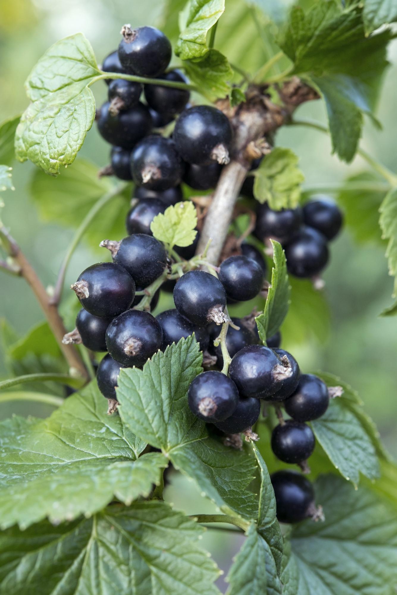 Ribes nigrum 'Ben Nevis' - Schwarze Johannisbeere - Ø13cm - ↕45cm - Pflanzfix24
