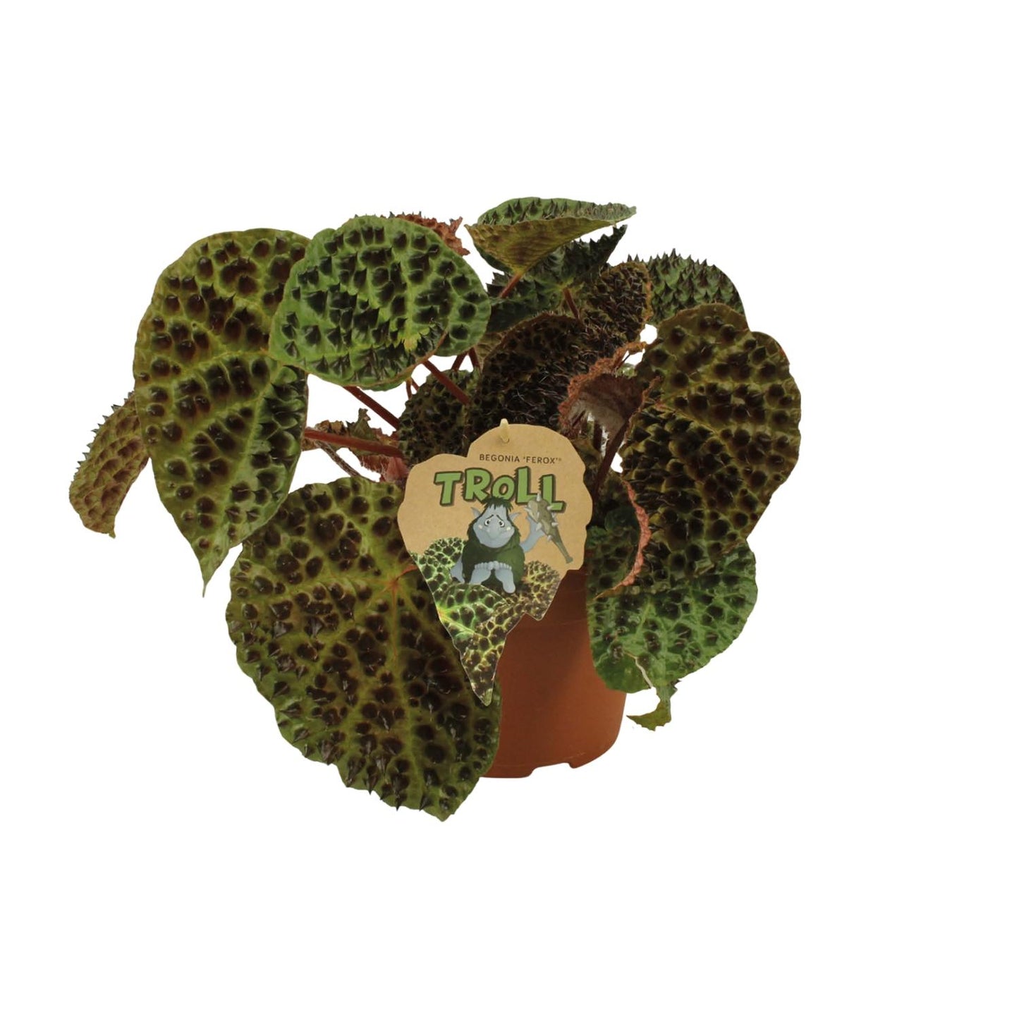 Begonia Rex Ferox - Ø17cm - ↕30cm - Pflanzfix24