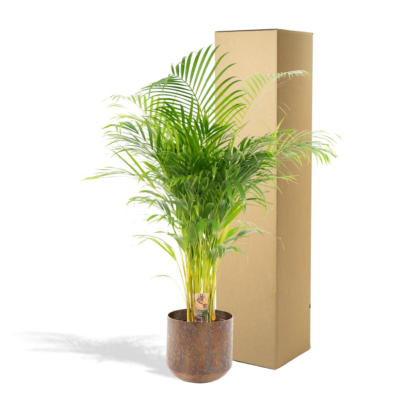 Areca-Palme mit Topf - ↨130cm - Ø24cm - Pflanzfix24