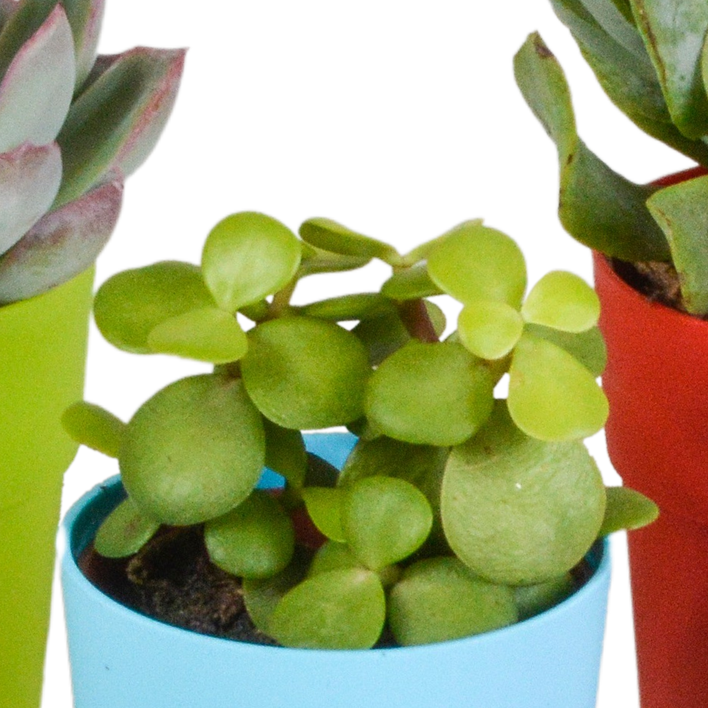 Vetplanten-Mischung 5x Sukkulenten 5,5 cm bunter Kunststofftopf | Pflanzfix24.de - Pflanzfix24.de