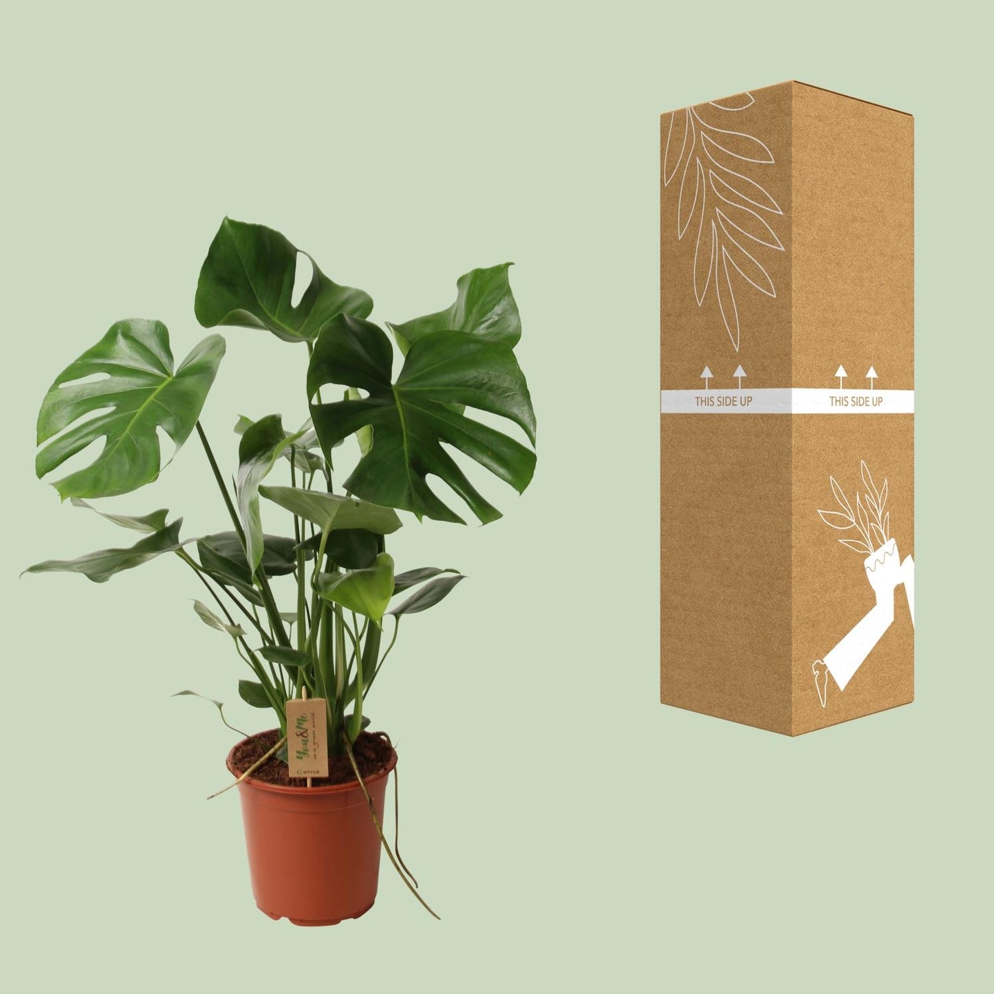 Monstera Deliciosa P21 - Ø21cm - ↕60cm - Pflanzfix24