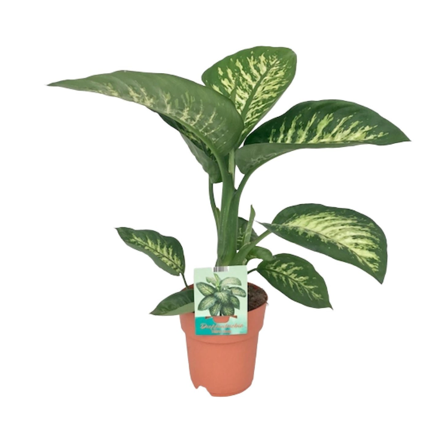 Dieffenbachia seguine Tropic Snow - Ø19cm - ↕70cm - Pflanzfix24.de - Pflanzfix24.de