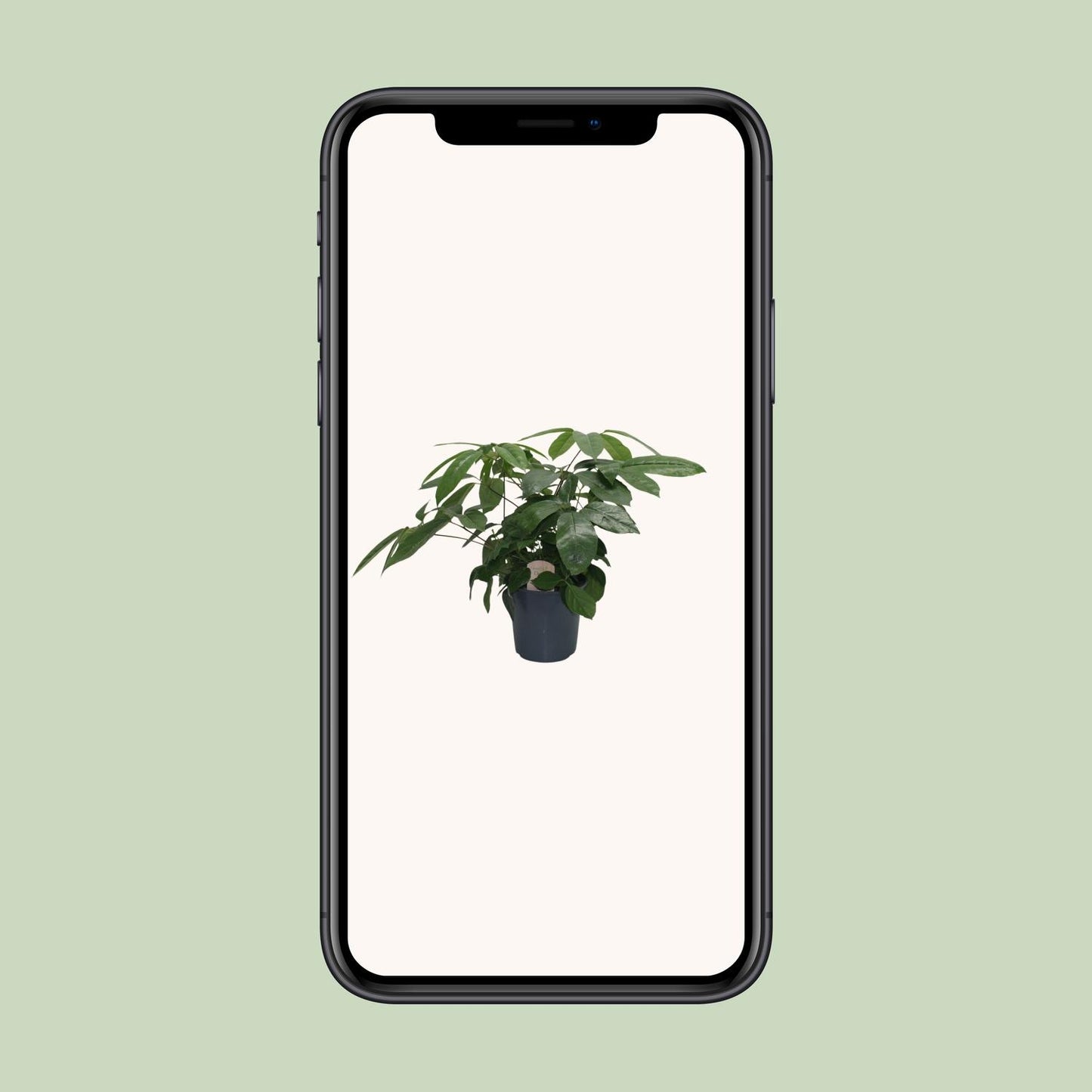 Schefflera Actinophylla - Ø21cm - ↕80cm Pflanzfix24