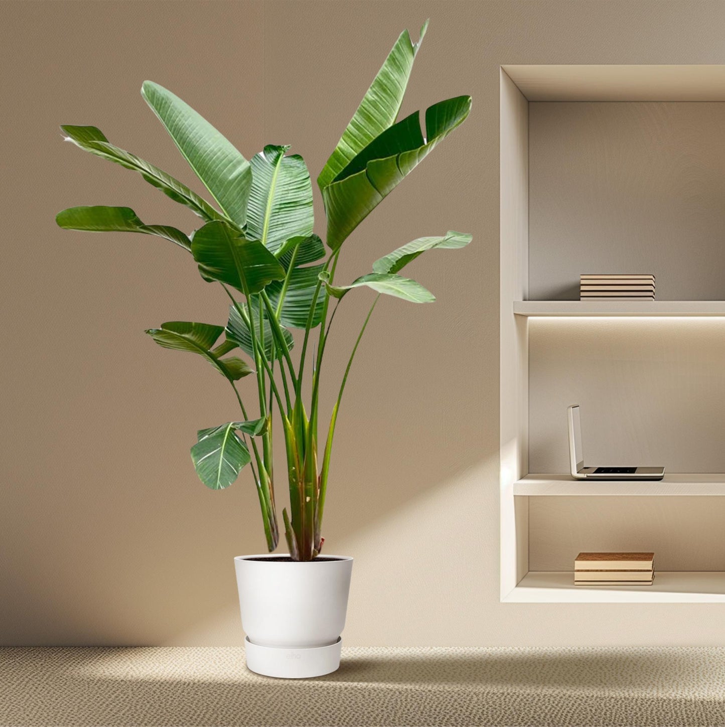 Strelitzia Augusta de luxe XXL 250 cm Ø38 – Weiße Paradiesvogel Pflanze | Pflanzfix24.de - Pflanzfix24.de