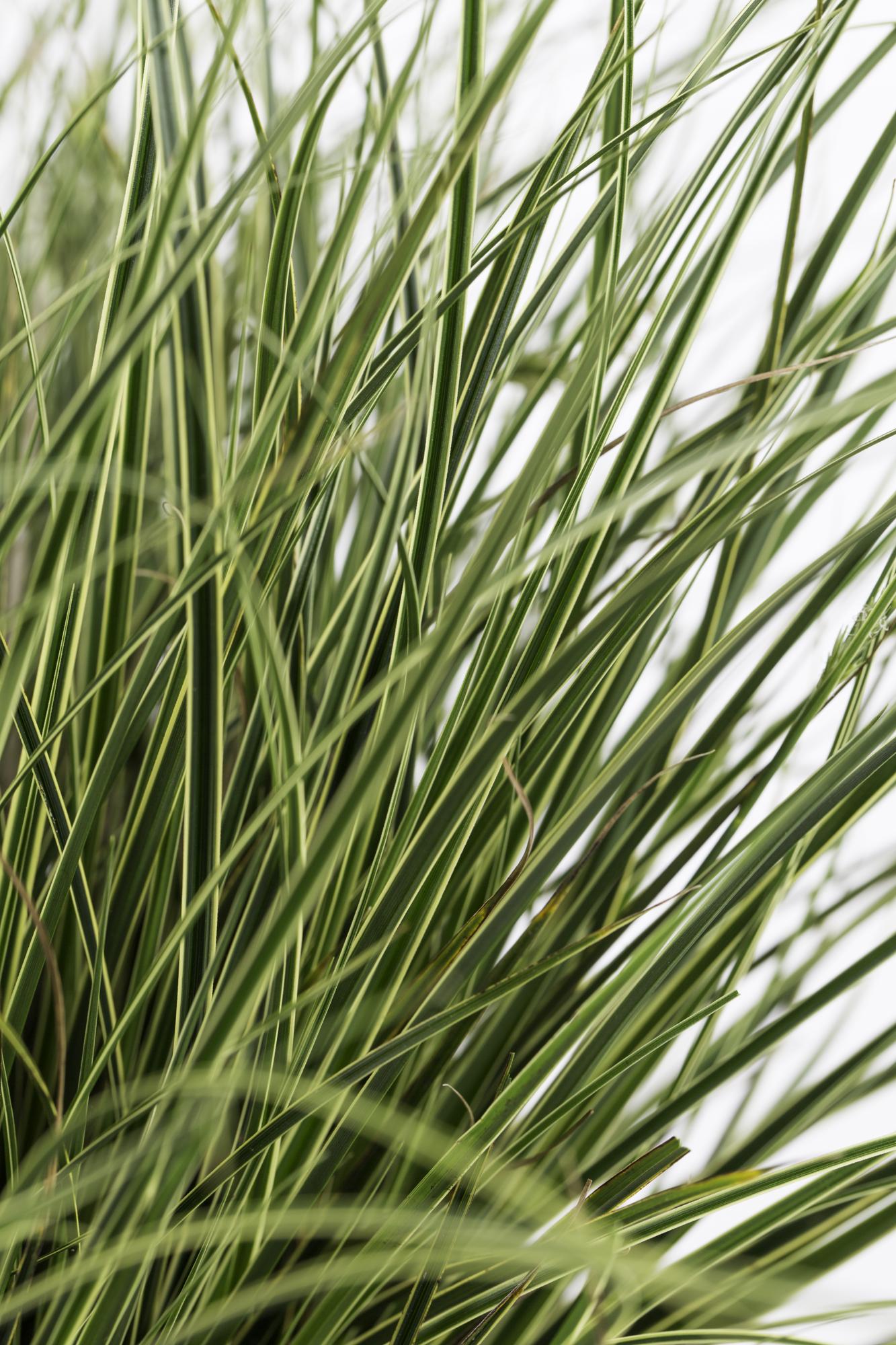 3x Carex brunnea 'Variegata' - 30cm - Ø14 - Pflanzfix24