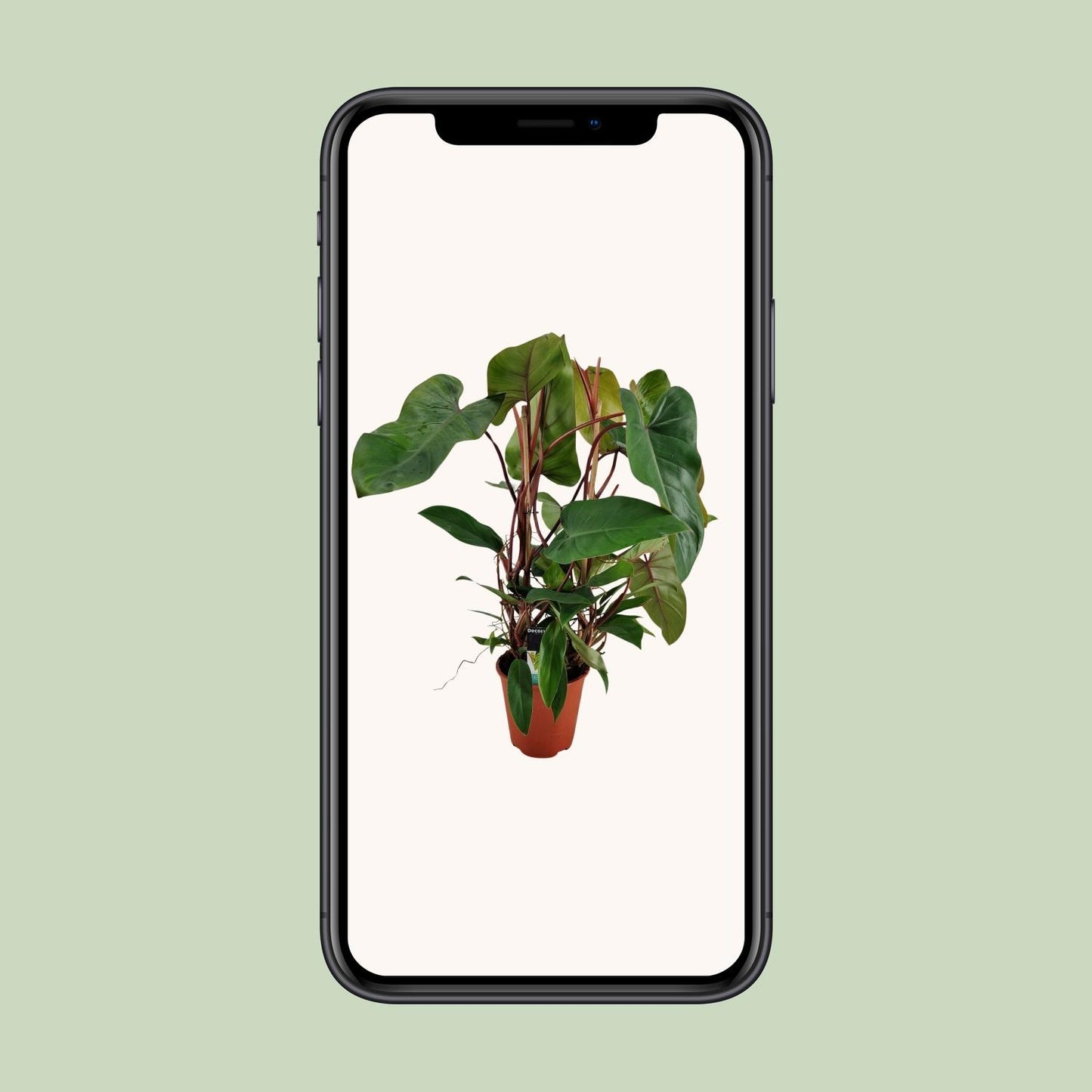 Philodendron Red Twins - Ø19cm - ↕75cm bei Pflanzfix24