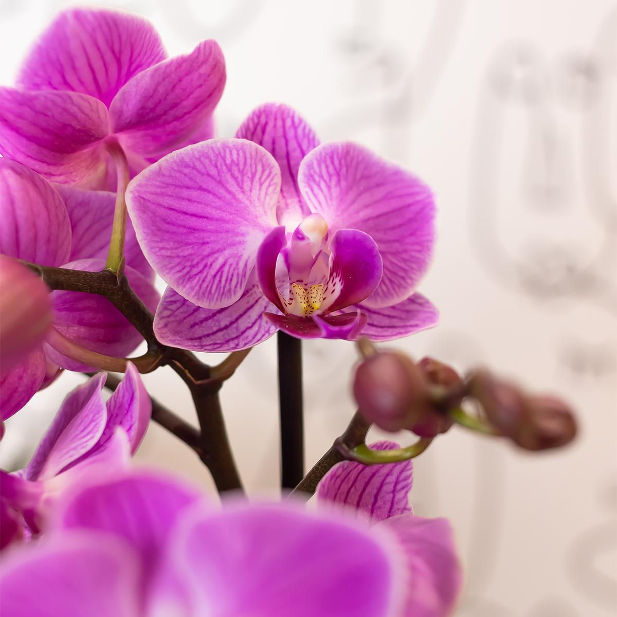 Lila-Violette Phalaenopsis Orchidee Mineral Wien Ø9cm – Pflanzfix24.de - Pflanzfix24.de