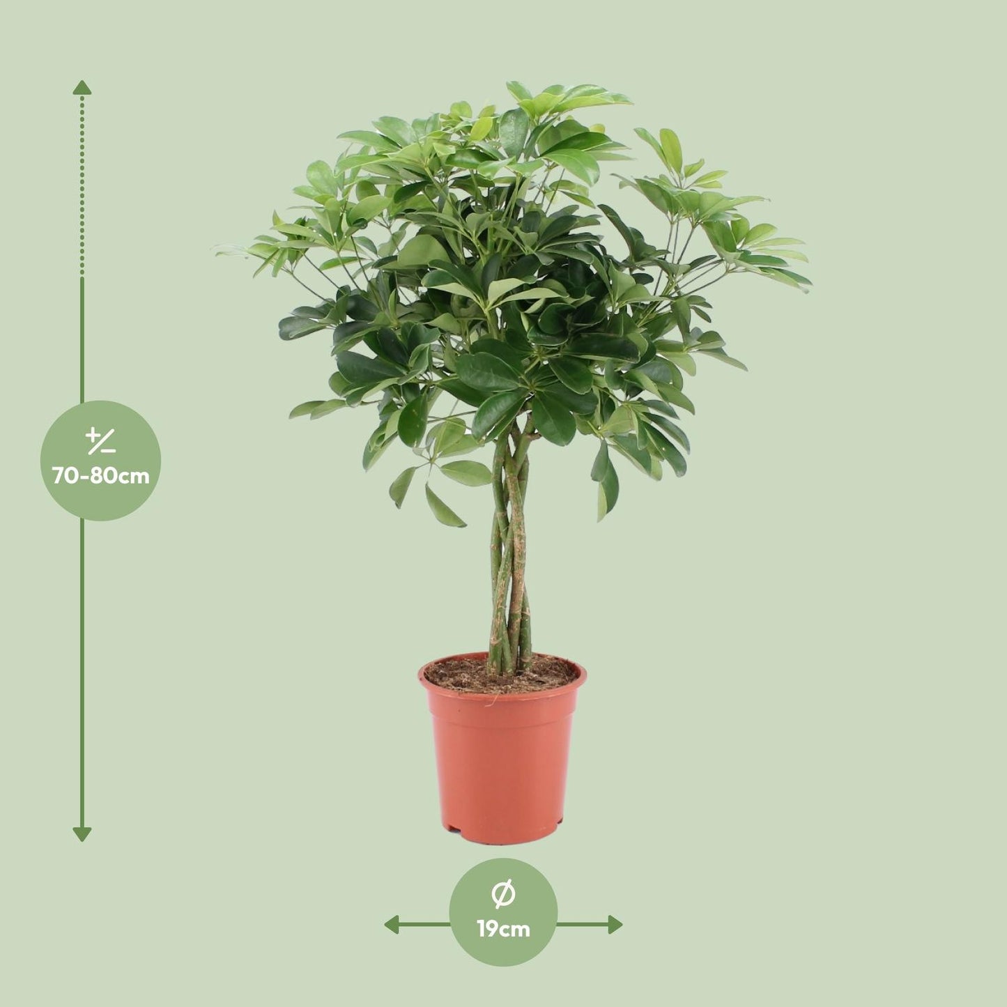 Schefflera Arboricola Nora - Ø19cm - ↕75cm - Pflanzfix24