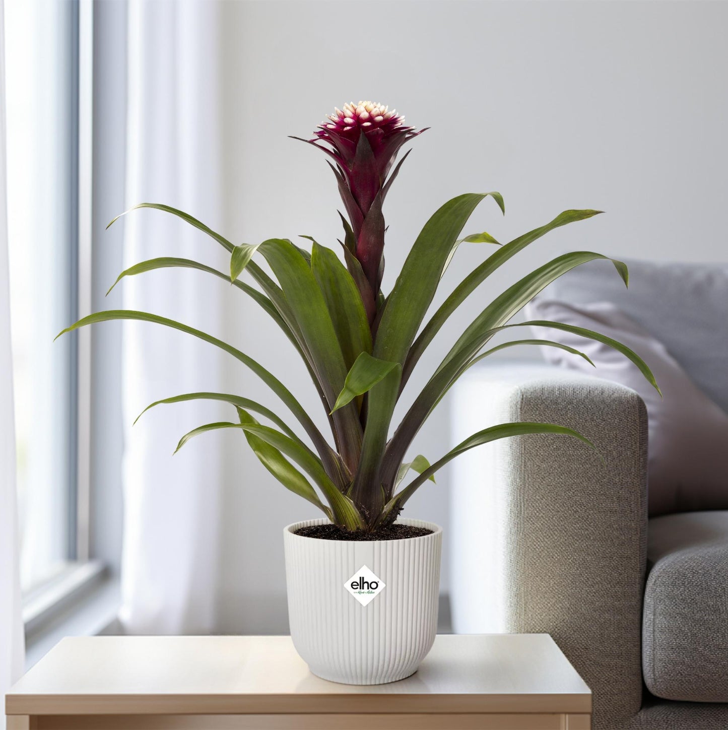 Guzmania Fransesca - Ø12 ↕45 | Pflanzfix24