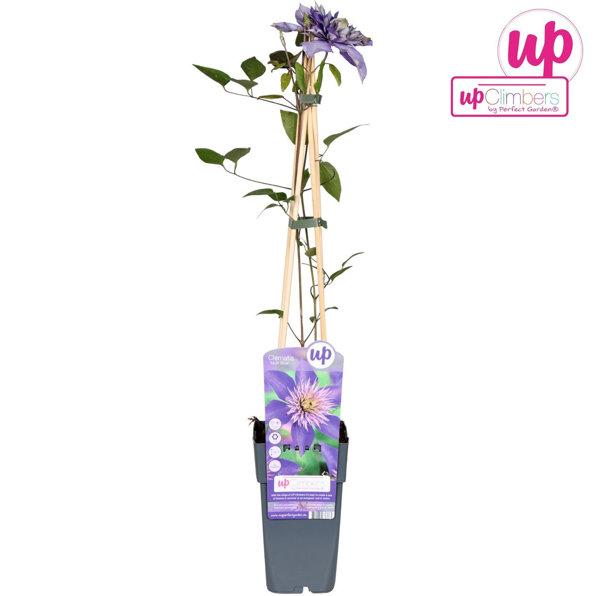 Clematis Multi Blue - Clematis Blauw - Ø15cm - Pflanzfix24.de - Pflanzfix24.de