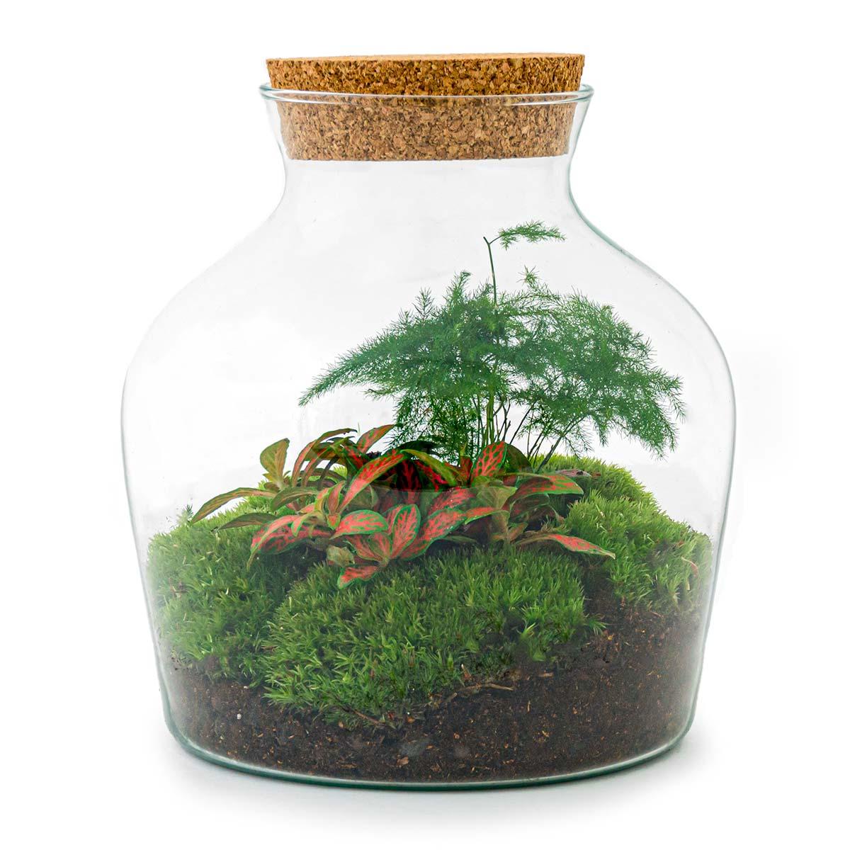 Flaschengarten - Little Joe - DIY Terrarium Set - Pflanzfix24.de - Pflanzfix24.de