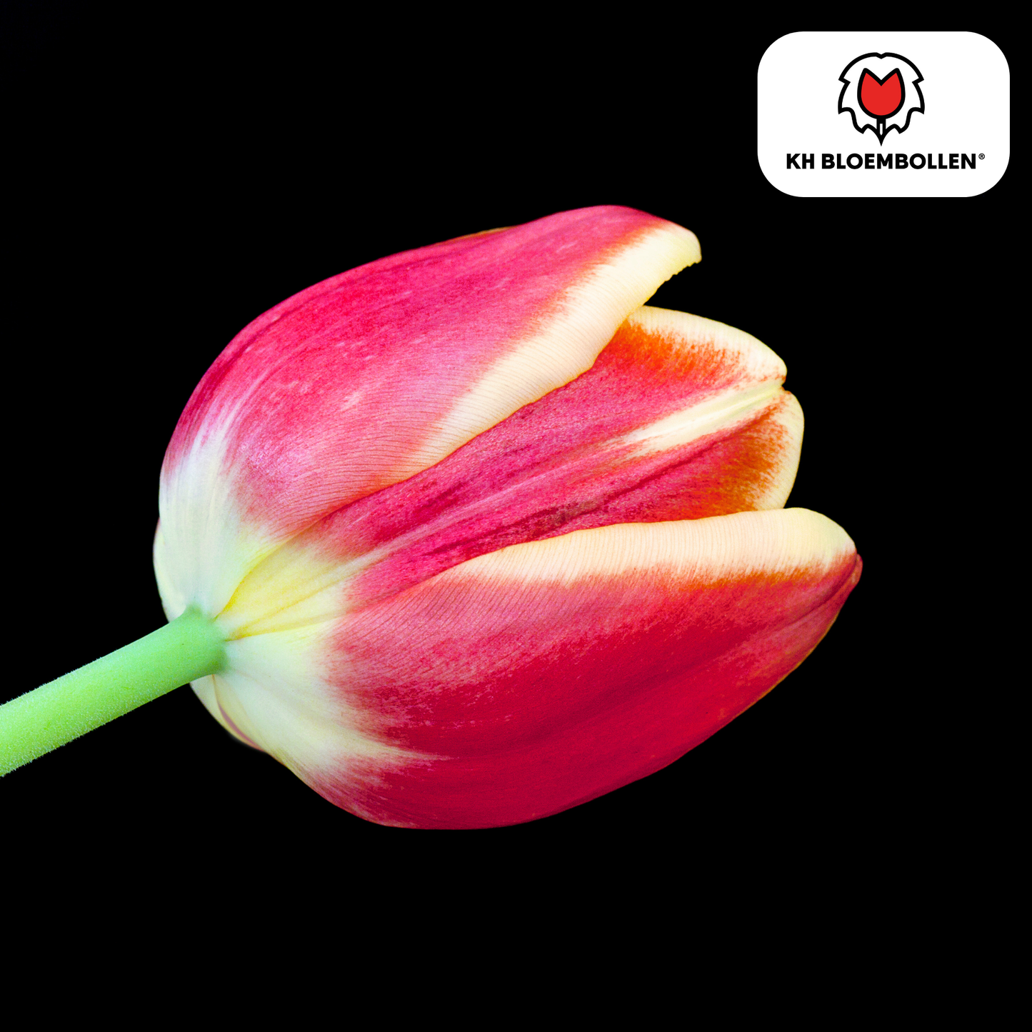 Tulpenbollen Dow Jones – 20 Stuks | KH Bloembollen® | Rood-Geel Gestreepte Tulp - Pflanzfix24