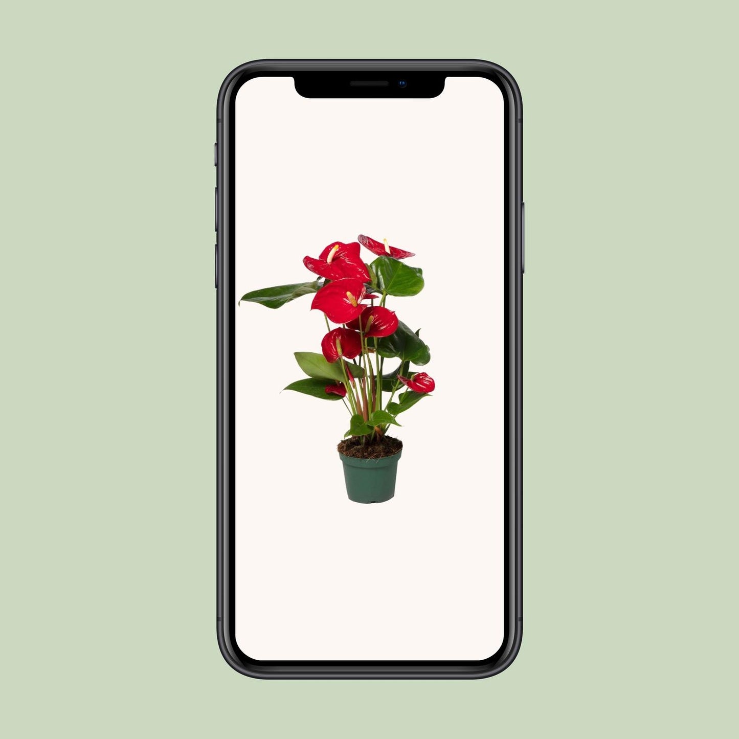 Anthurium Red - Ø17cm - ↕55cm - Ø12cm - ↕40cm - Pflanzfix24.de - Pflanzfix24.de