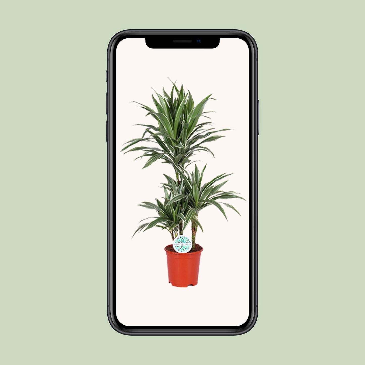 Dracaena Warneckei - Ø21cm - ↕90cm bei Pflanzfix24