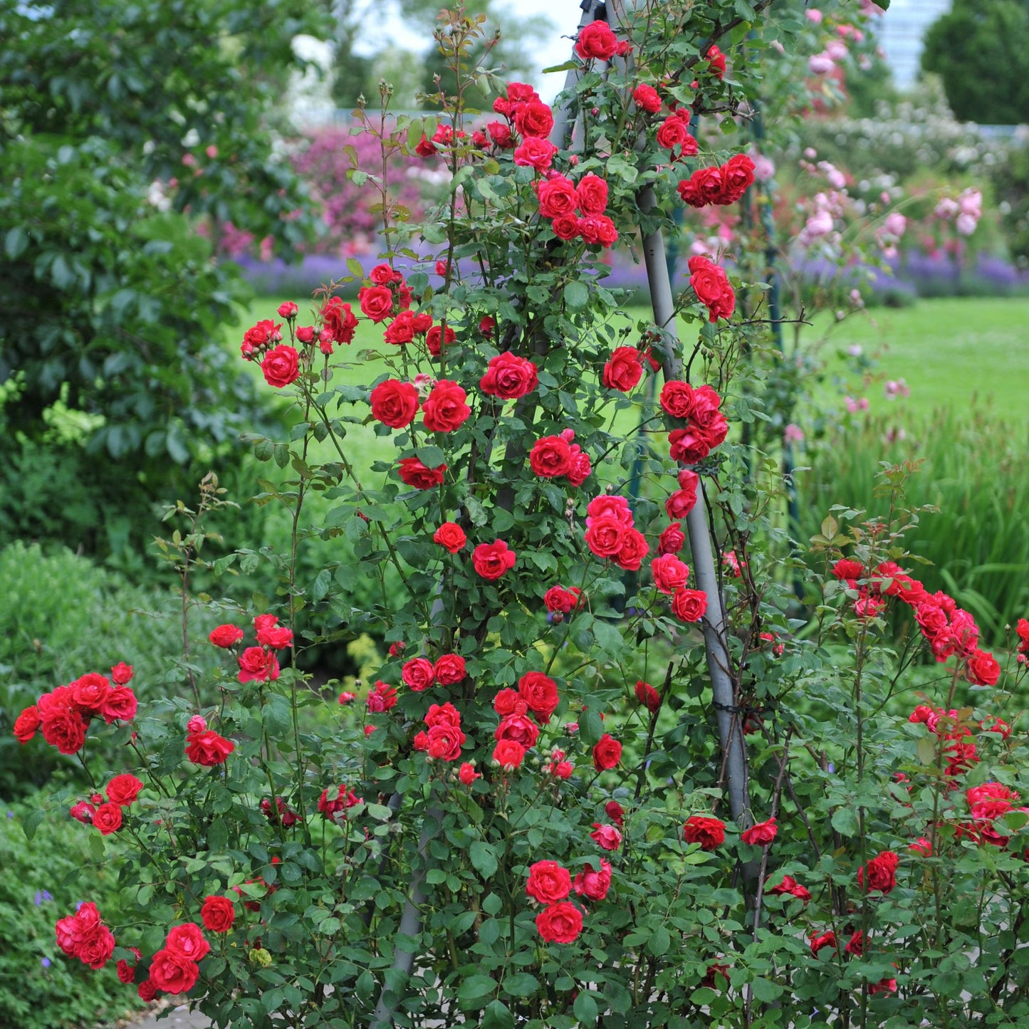 Pflanzfix24 - Kletterrose - Rosa Paul Scarlet Climber - Blüte Rot - 2er Set - Topf 11cm