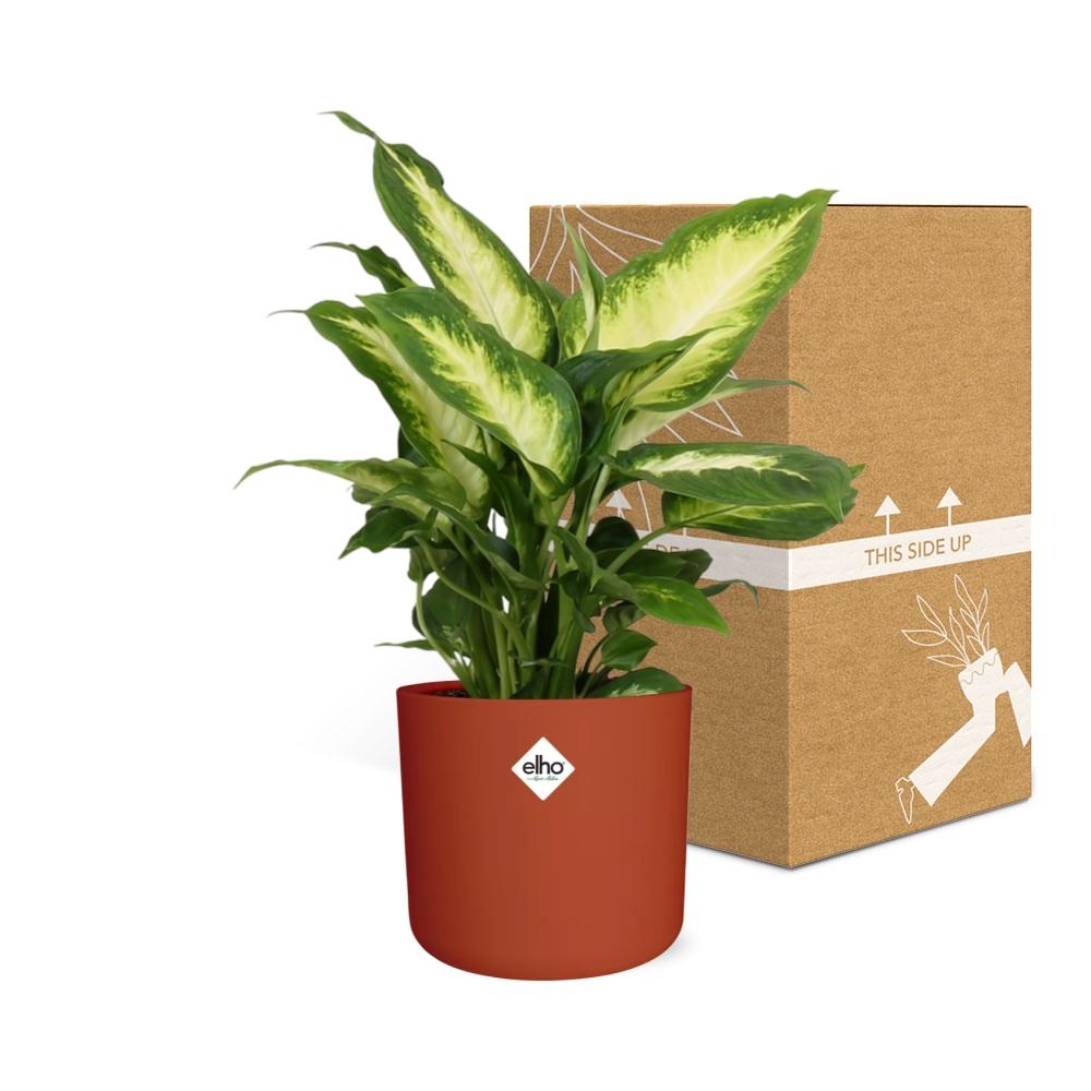 Dieffenbachia 'Camilla' in ELHO b.for soft rond 14cm brique - Pflanzfix24