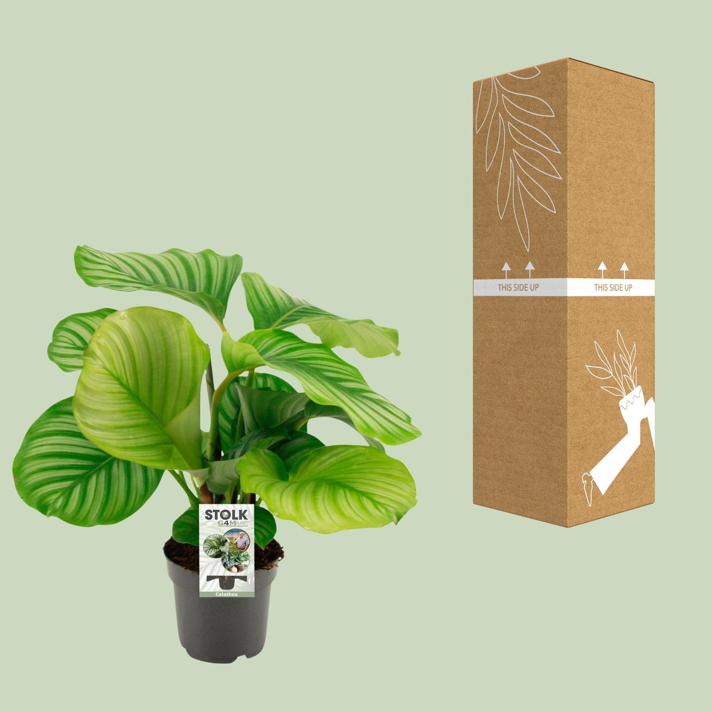Calathea Orbifolia - Ø50cm - ↕14cm bei Pflanzfix24.de - Pflanzfix24.de