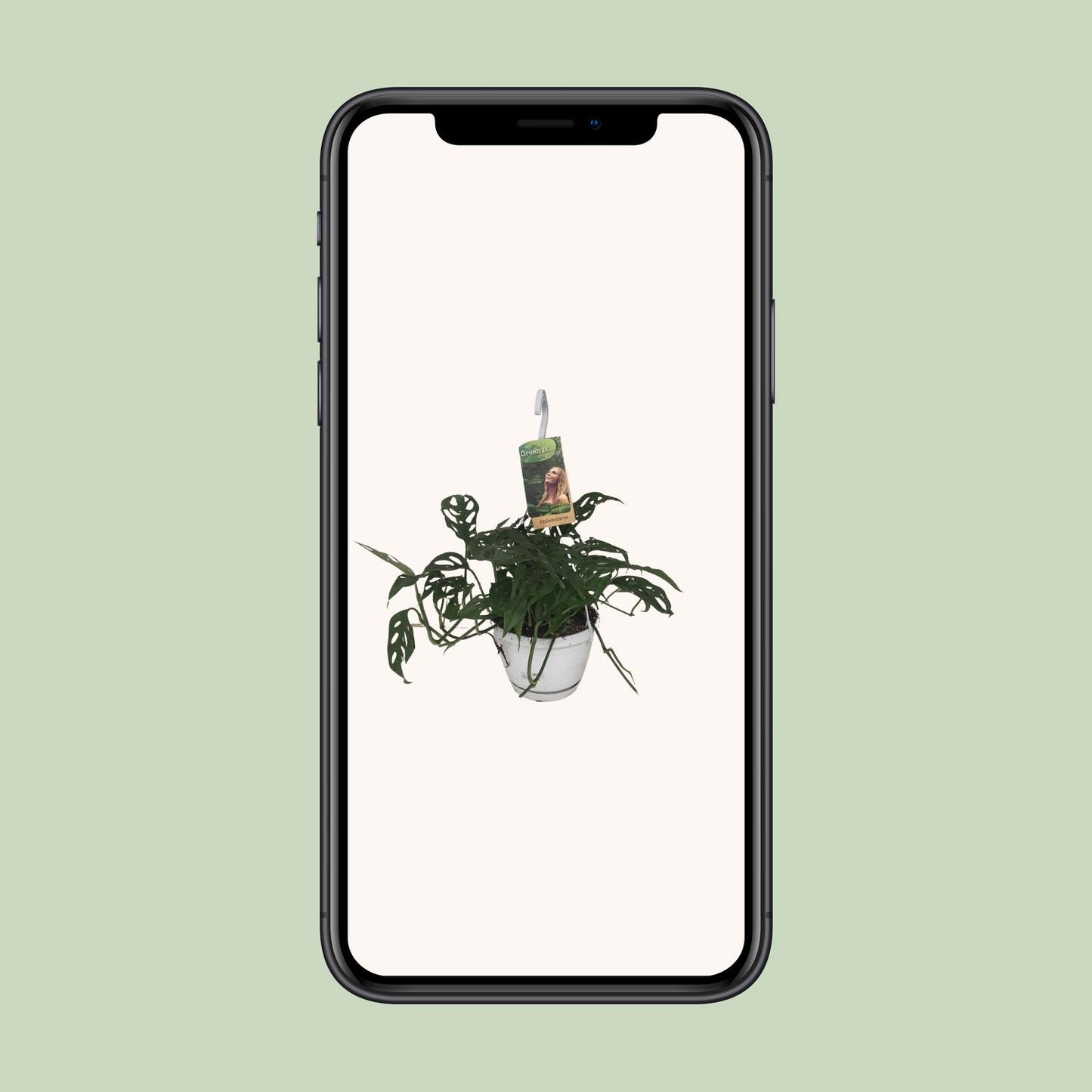 Monstera Obliqua - Ø17cm - ↕40cm - Pflanzfix24