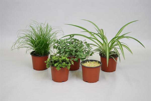 Pflanzfix24 Pet Mix 5 Soorten