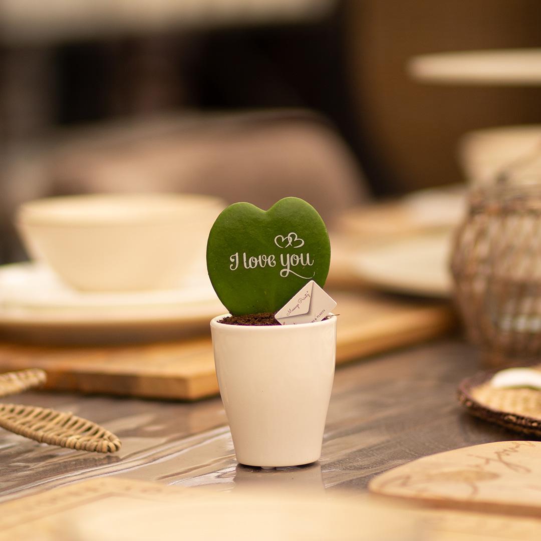 Message Printz® Hoya (Heartplant) | I love you - Pflanzfix24