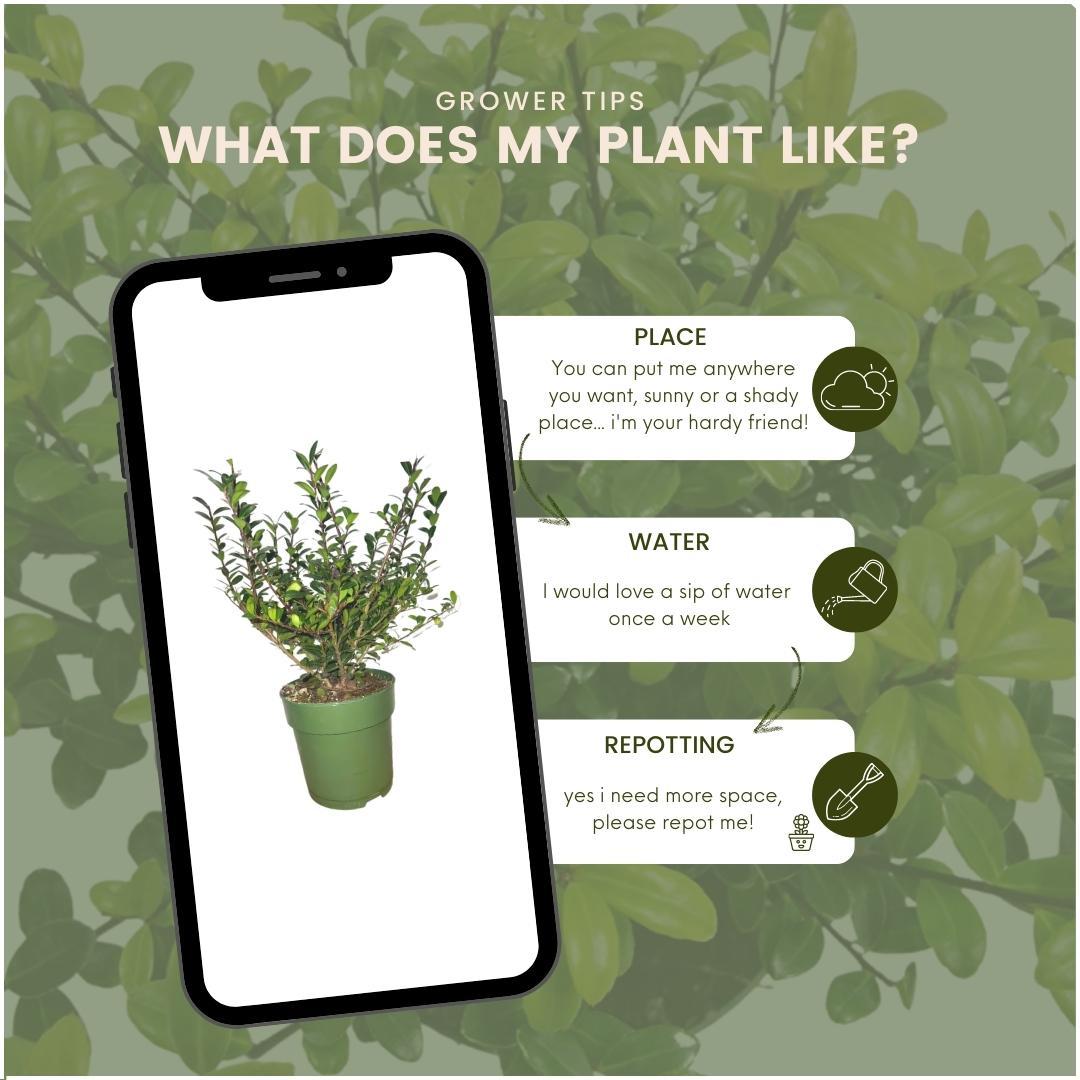 Ilex crenata 'Jenny'® 1m Hecken-Set 6 Pflanzen – Pflanzfix24.de - Pflanzfix24.de