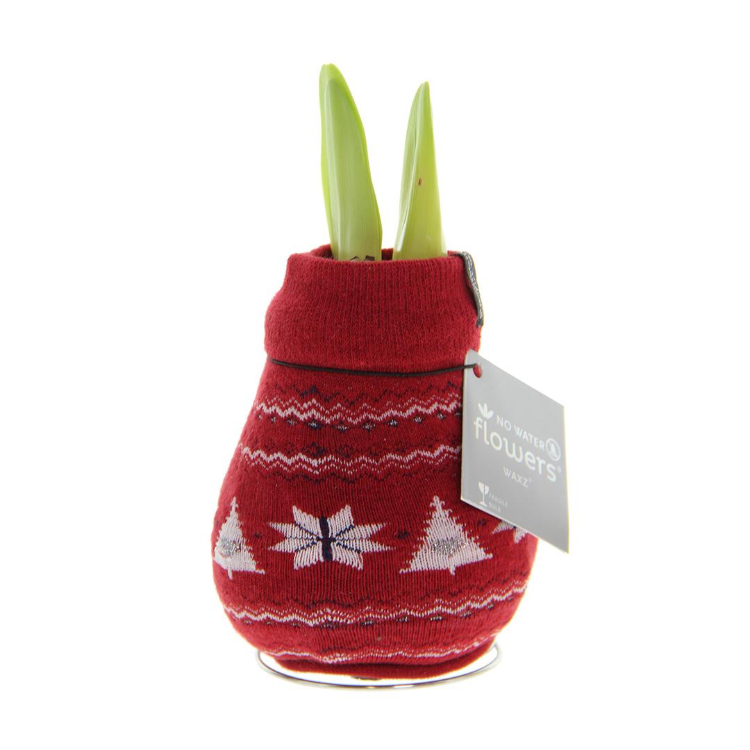 No Water Flowers® (wax amaryllis) | Fashionz Nordic - Red + Red flower - Pflanzfix24