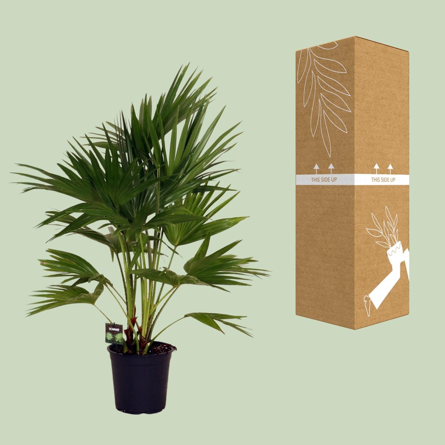 Livistona chinensis Palme Ø24cm – 100cm hoch | Pflanzfix24.de - Pflanzfix24.de