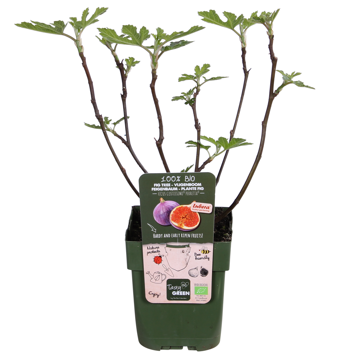 Ficus Gustissimo Perretta - Ø13 - ↨45cm - Pflanzfix24